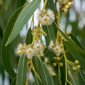 Eucalyptus-globulus