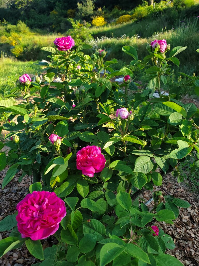 Huile essentielle Bio Rose